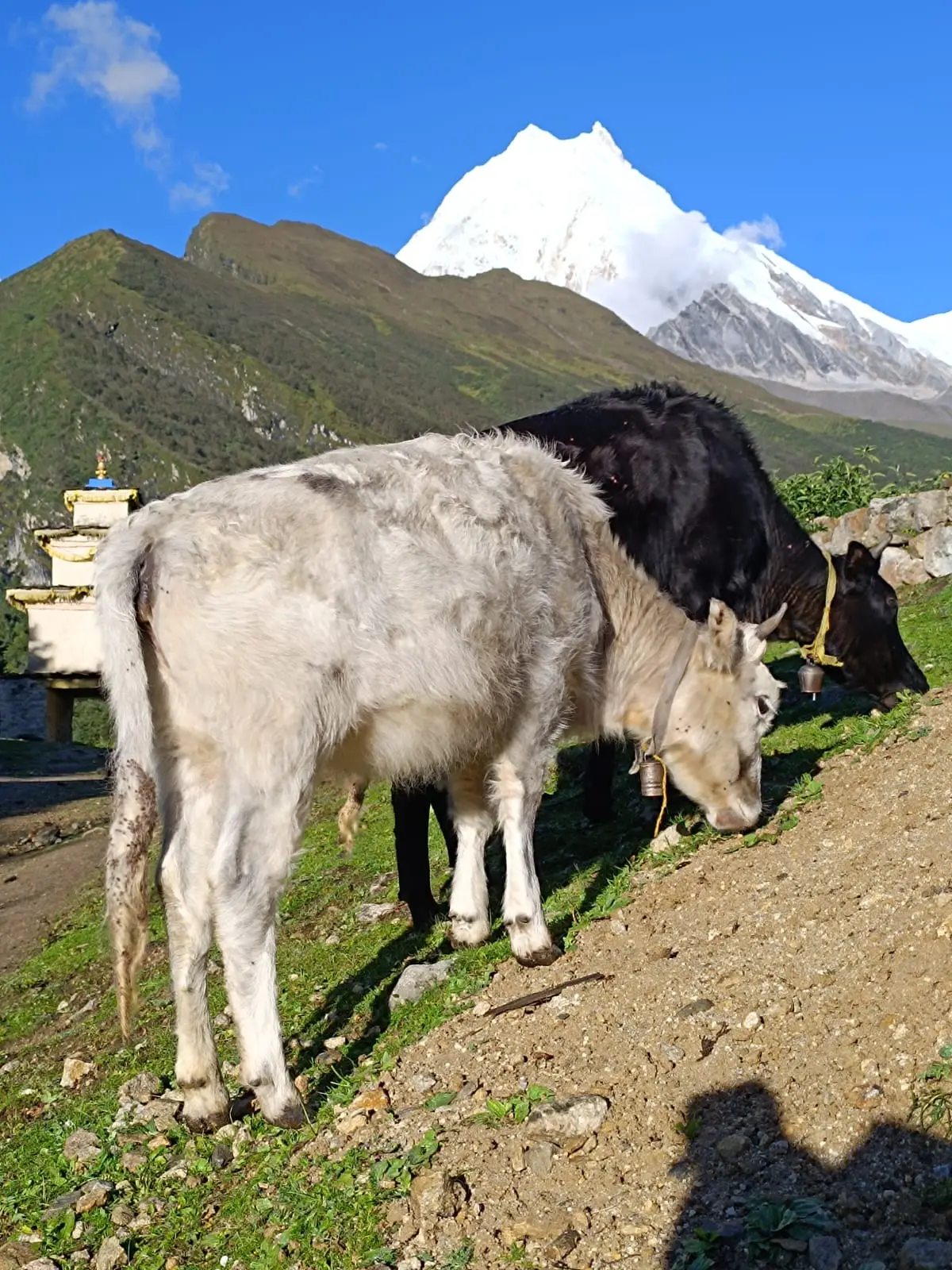 Ghorepani Poon Hill