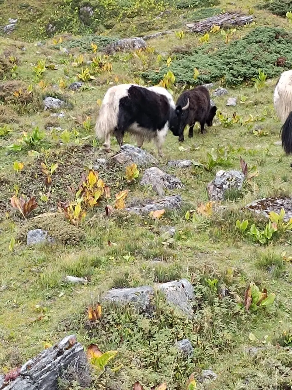 Annapurna Circuit Trek